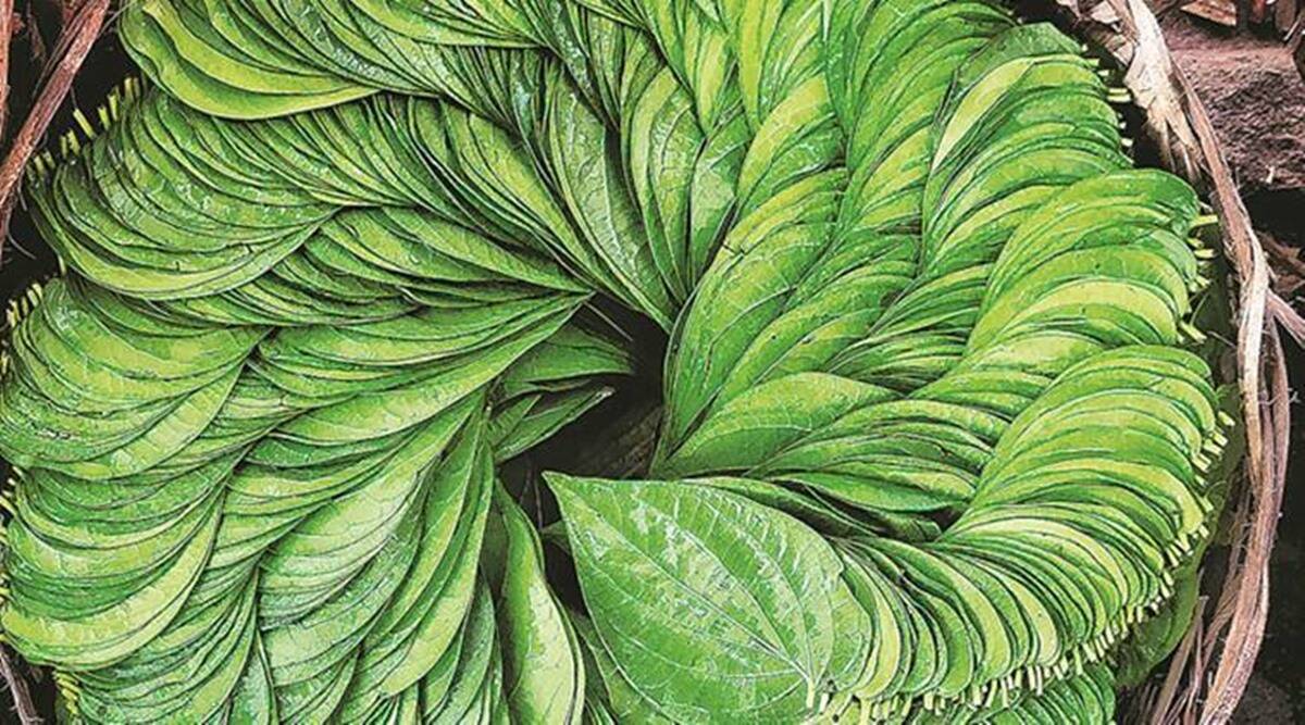 From treating cough to relieving pain: Know the many benefits of betel leaves (special recipe inside)